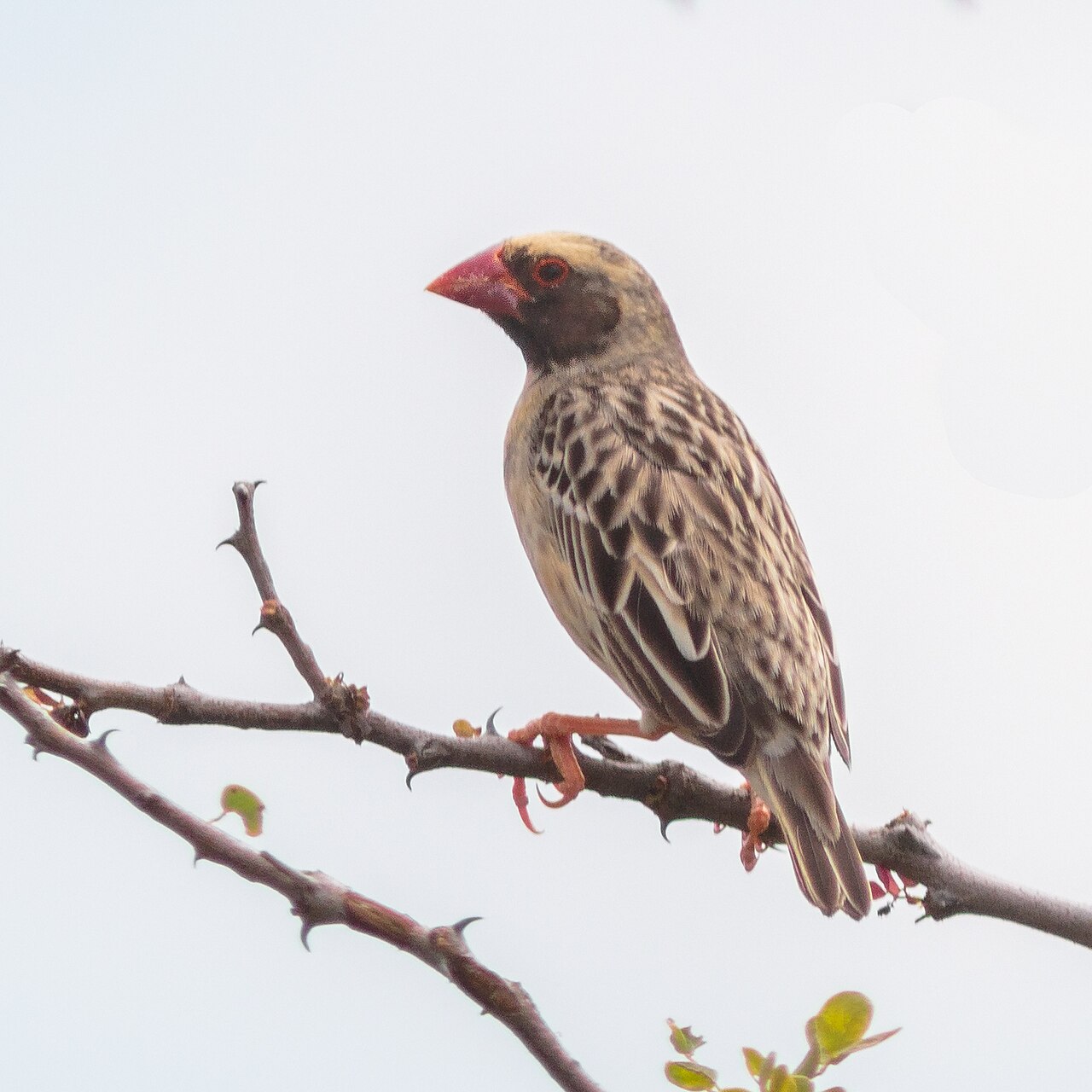 Red-billed quelea perched on a thorn branch