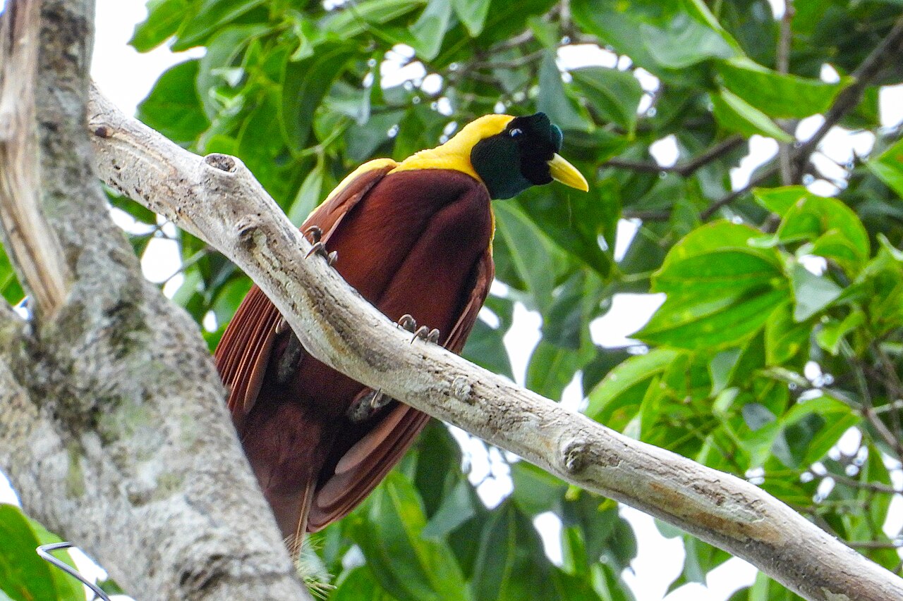 Male red bird of paradise perched on a branch