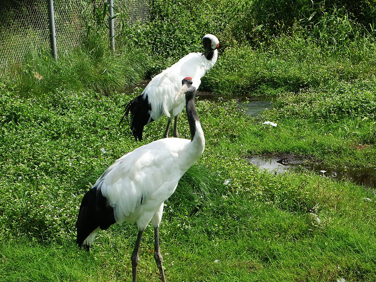 Red-Crowned Crane