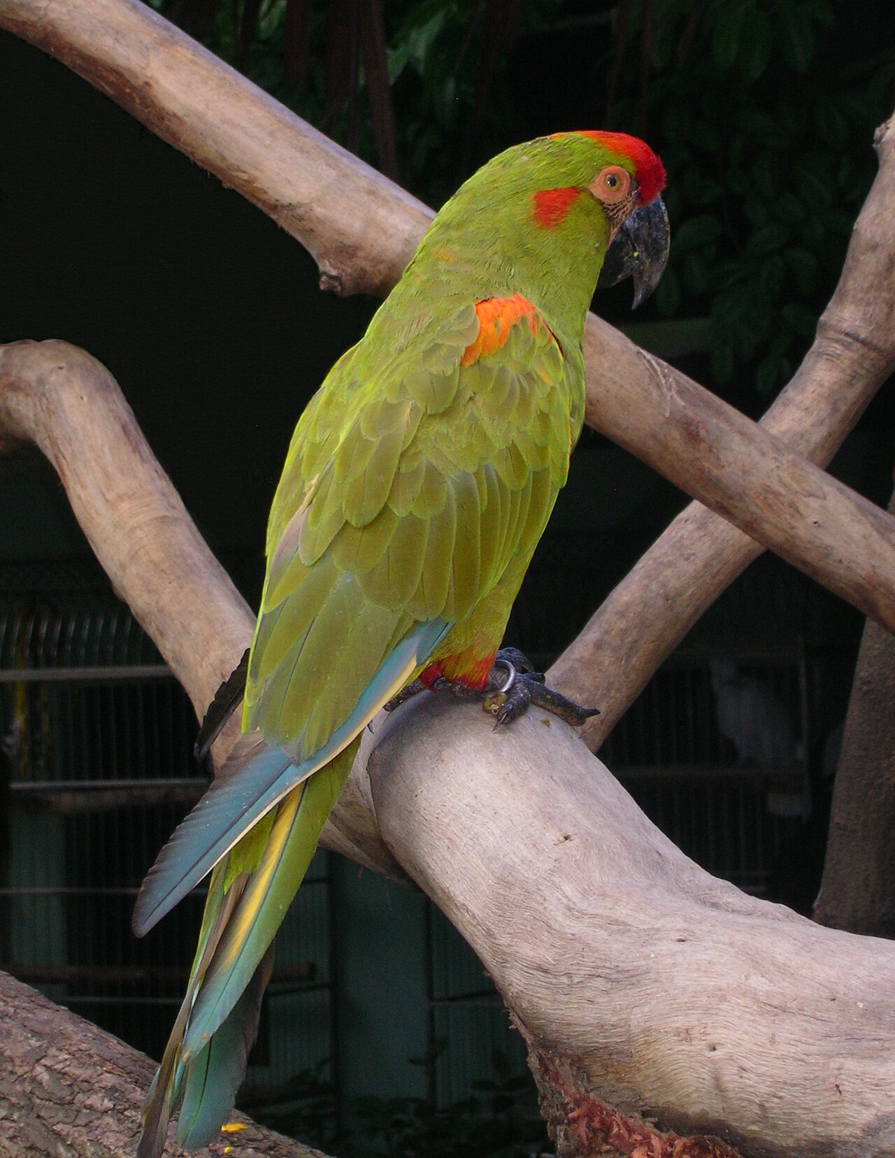 Red-Fronted Macaw