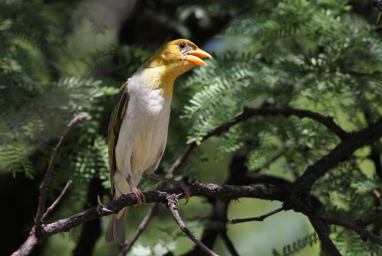 Red-headed weaver perched in an acacia