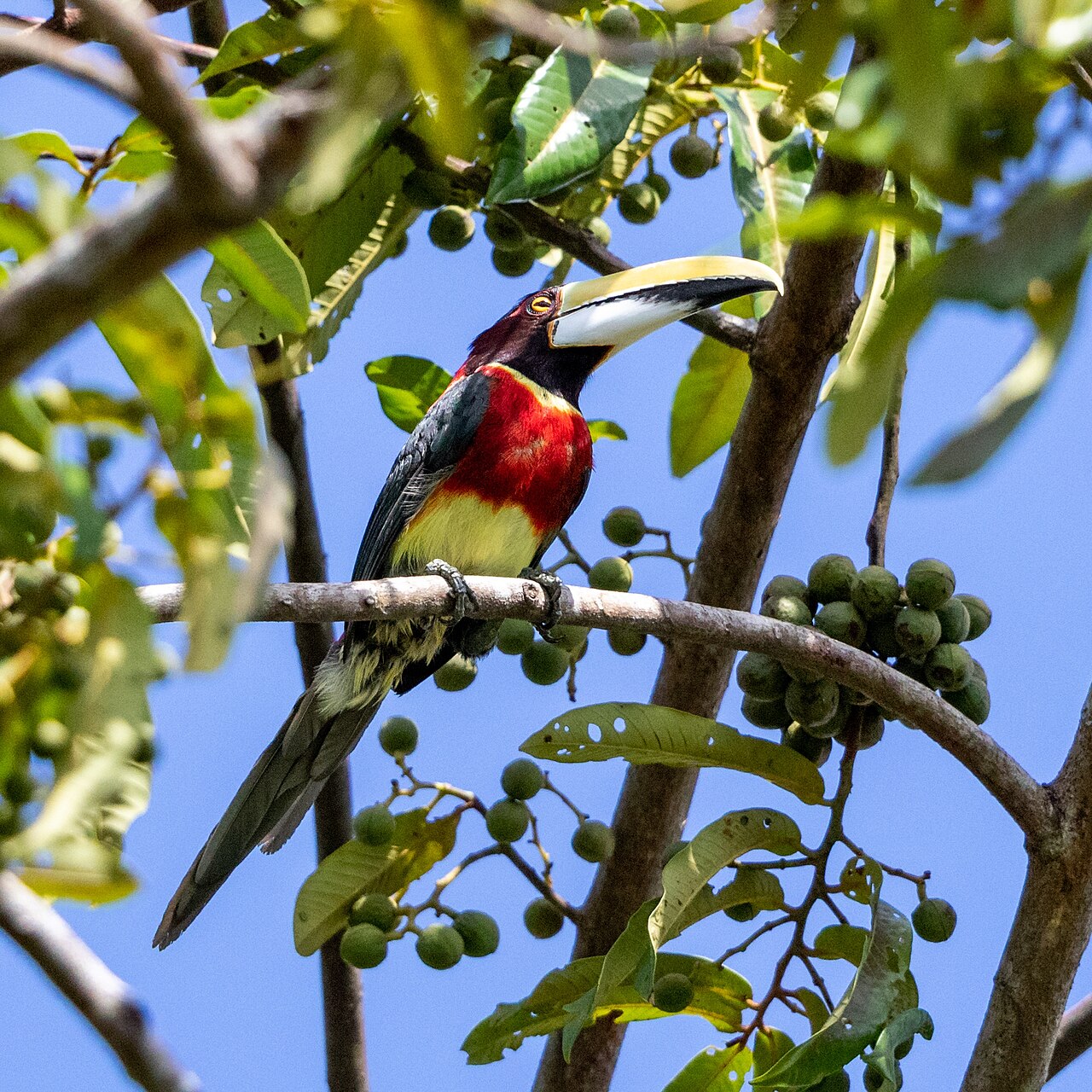 Red-Necked Aracari