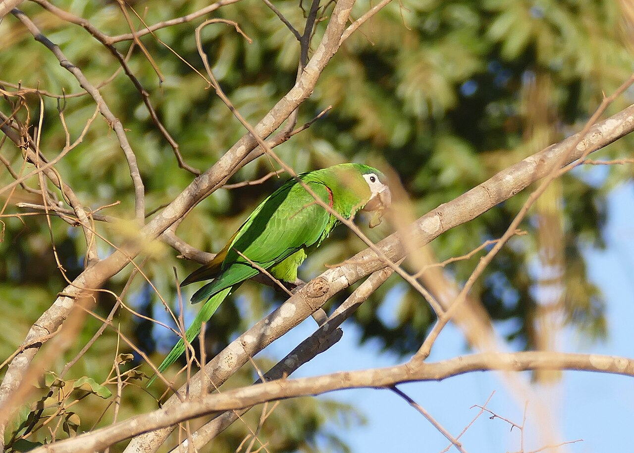 Red-Shouldered Macaw