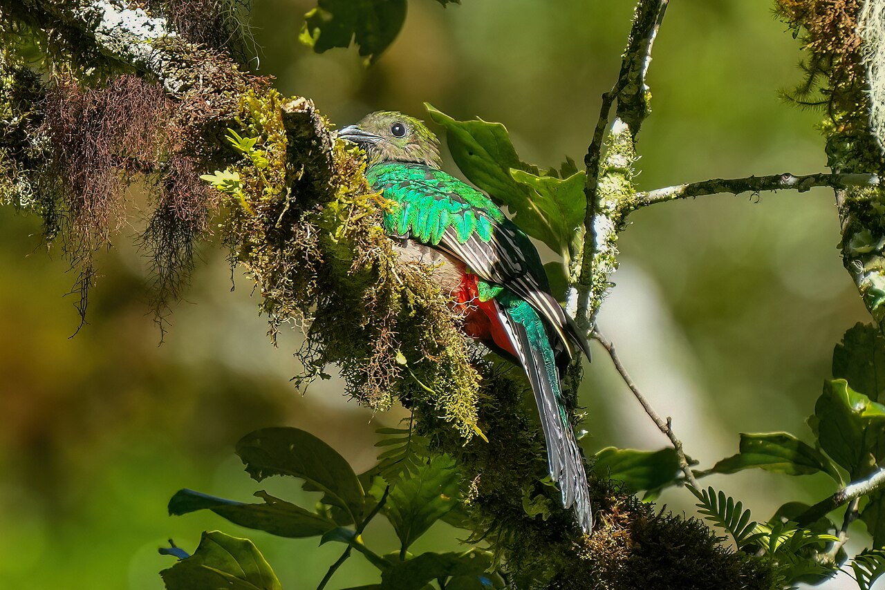 Male resplendent quetzal on a mossy branch