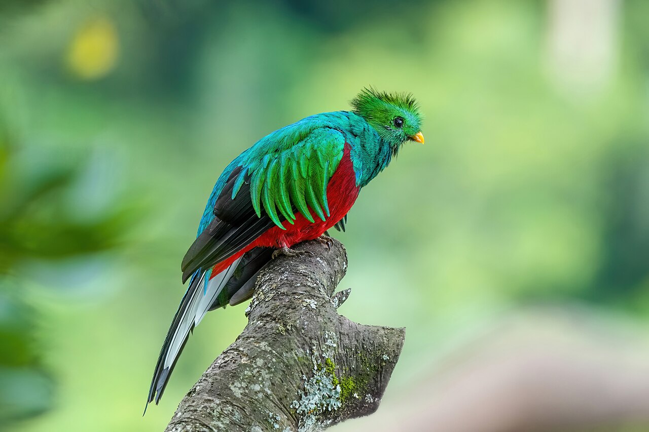 Male resplendent quetzal perched on a mossy branch