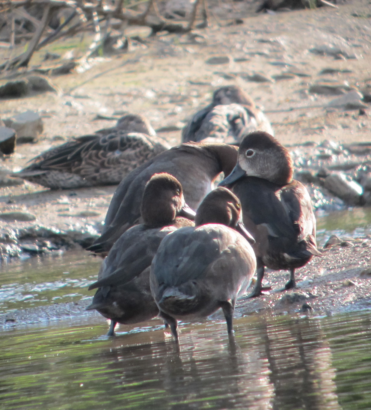 Top 15 Types Of Birds Near Water (With Pictures) 12 Ring-necked Duck