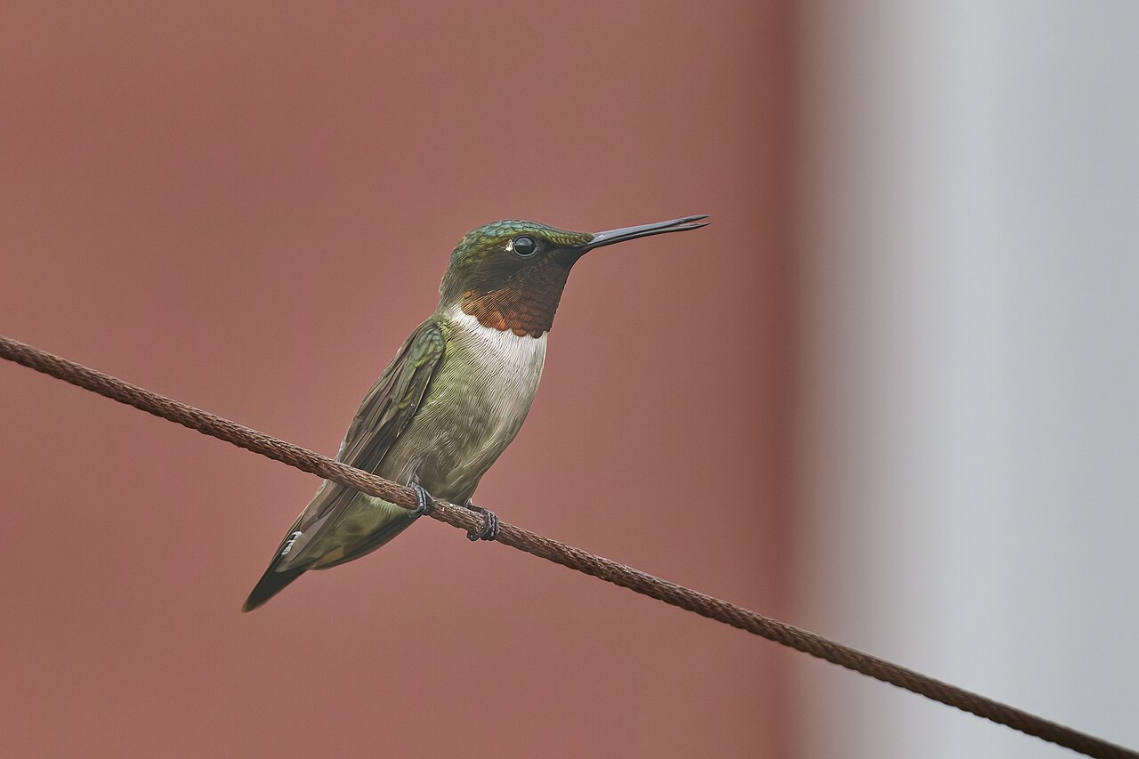Male ruby-throated hummingbird perched on a wire