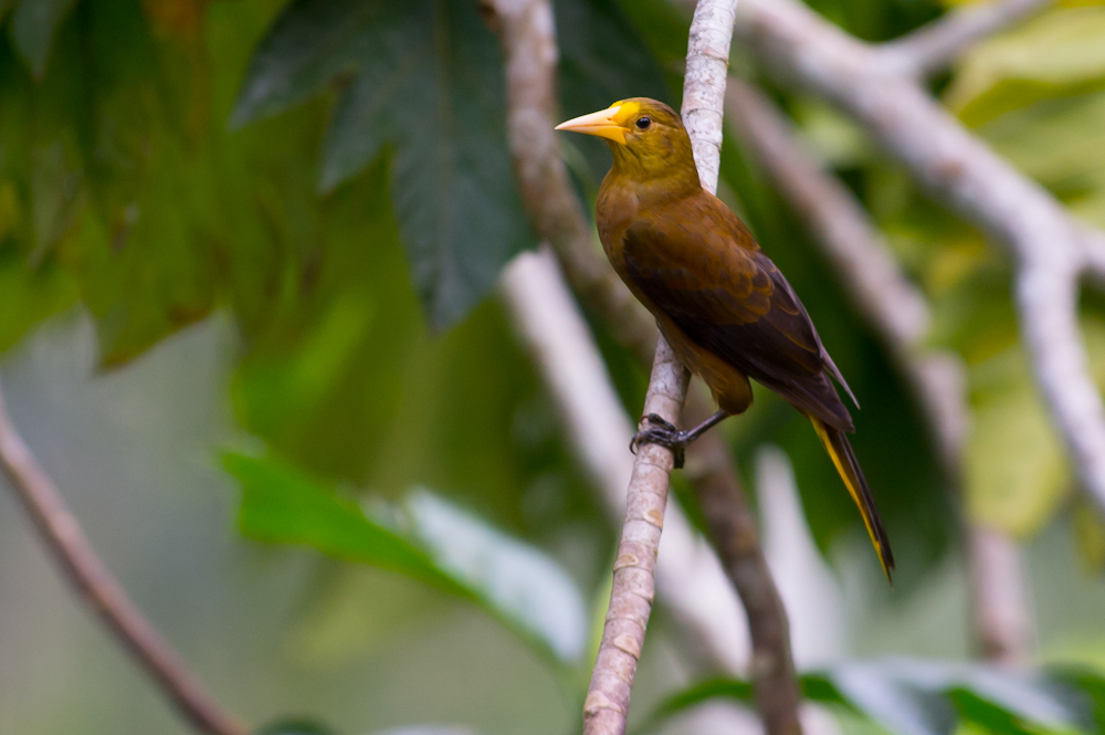 Russet-backed oropendola beside a forest path