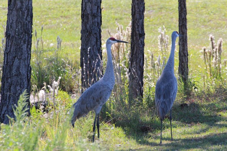 Sandhill Crane