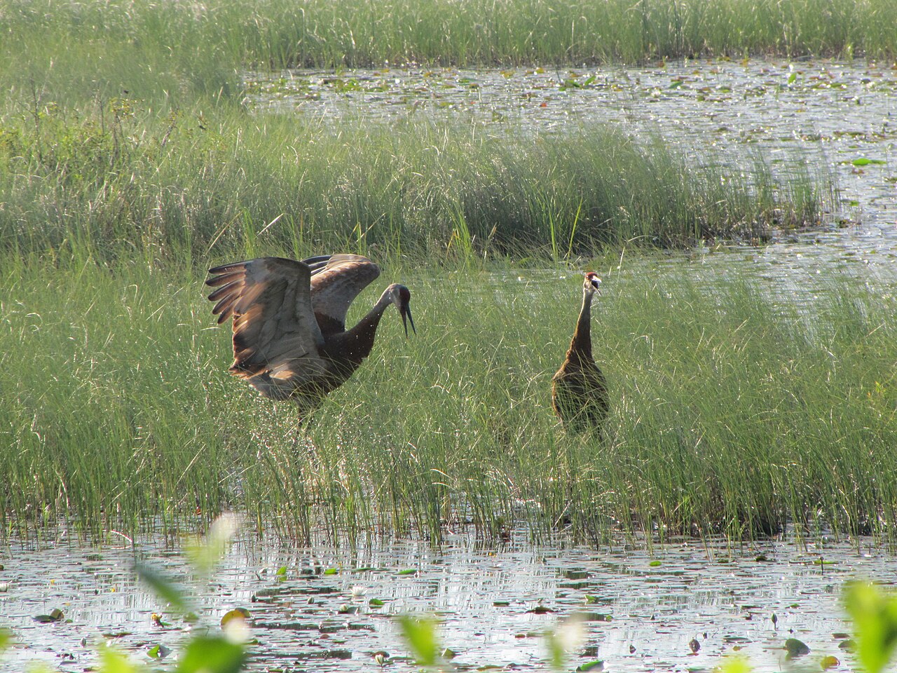 Sandhill Crane