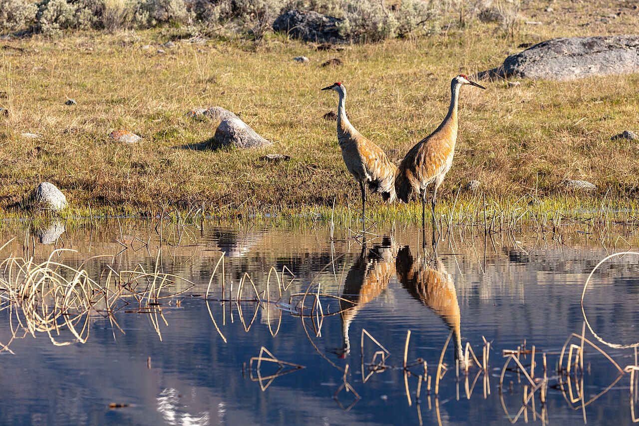 Top 15 Types Of Birds Near Water (With Pictures) 10 Sandhill Crane