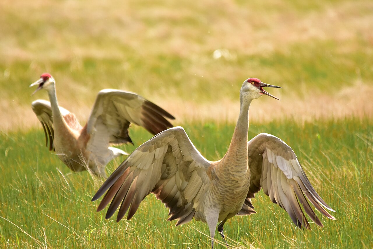 Sandhill cranes displaying in grassland
