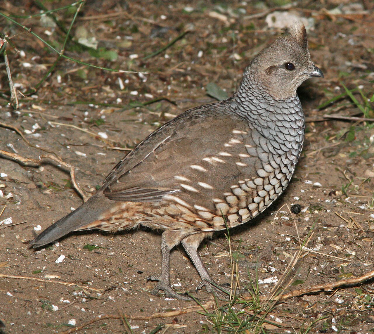 Scaled Quail