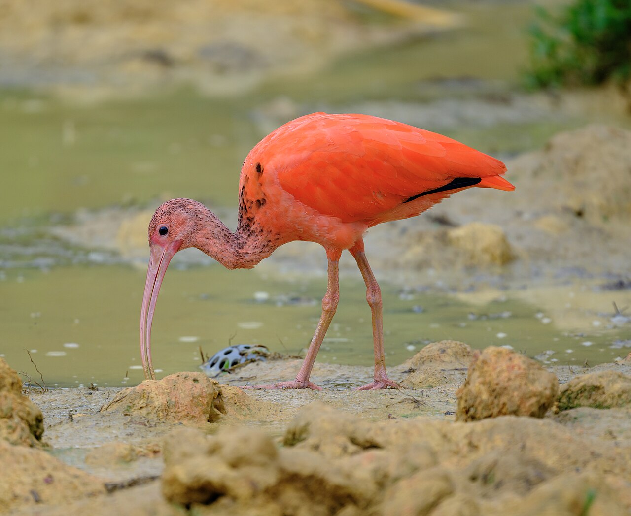 Scarlet Ibis