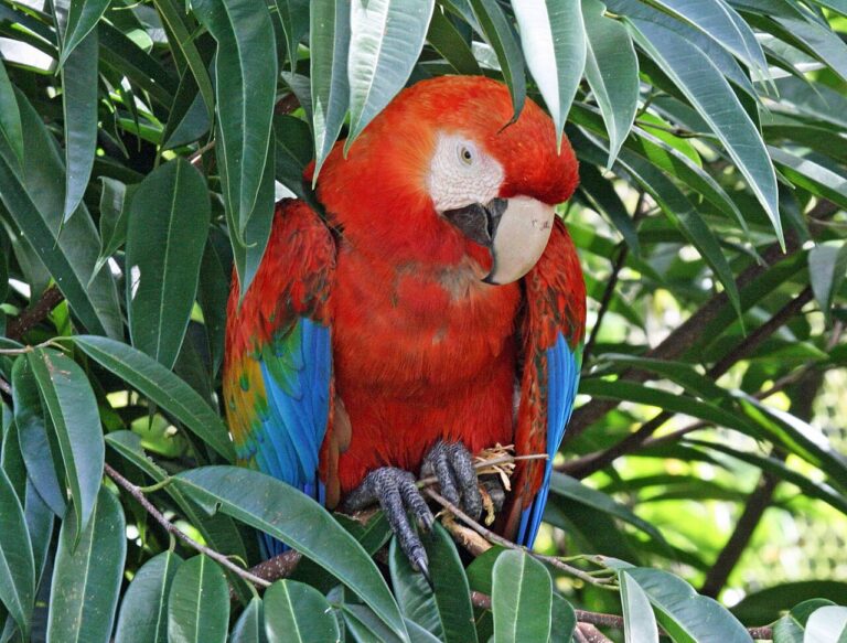 Scarlet Macaw