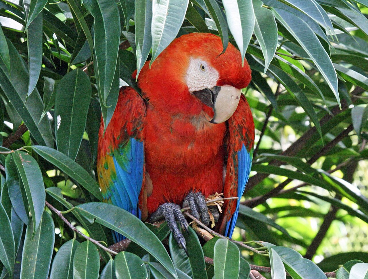 Scarlet Macaw