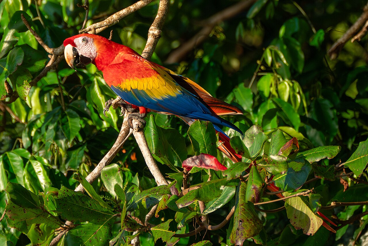 Scarlet macaws perched in a tree