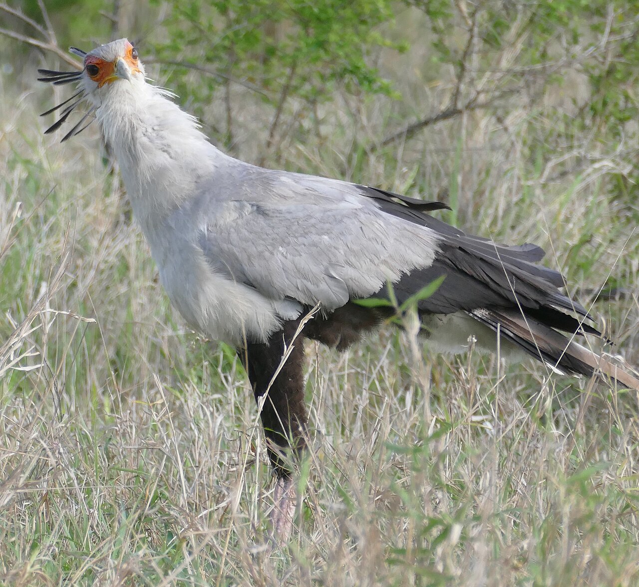 Secretarybird striding through dry grass