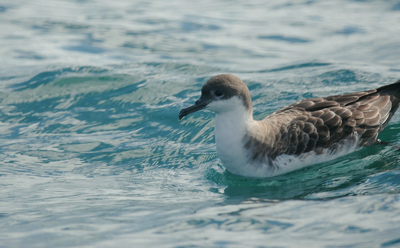 Top 15 Types Of Marine Birds (With Pictures) 7 Shearwaters