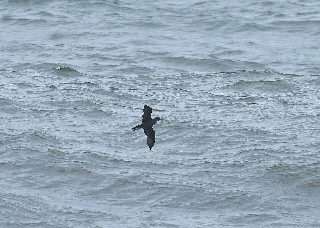 Shearwaters