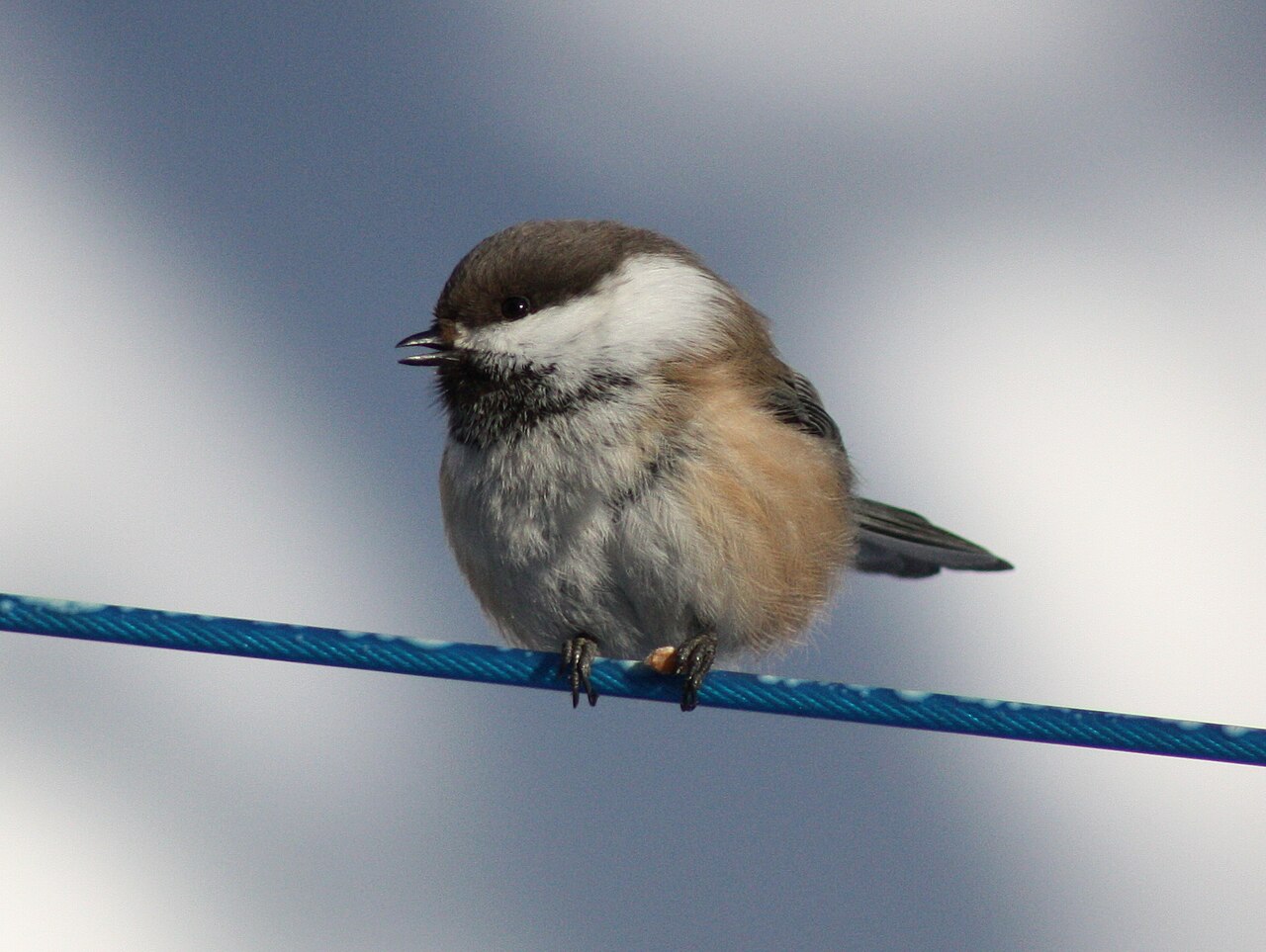 Siberian Tit