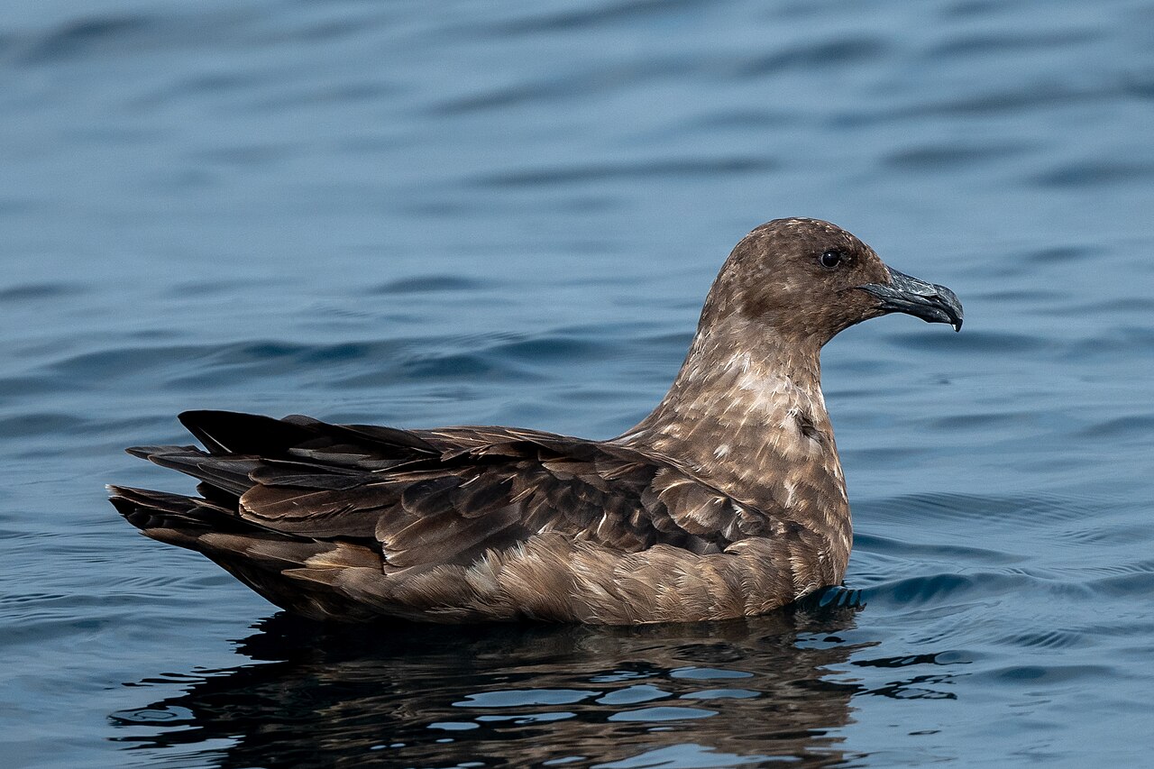 Top 15 Types Of Marine Birds (With Pictures) 9 Skuas