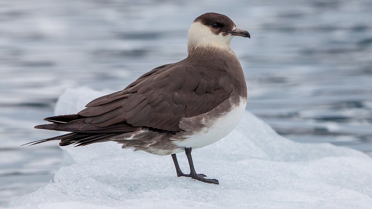 Skuas