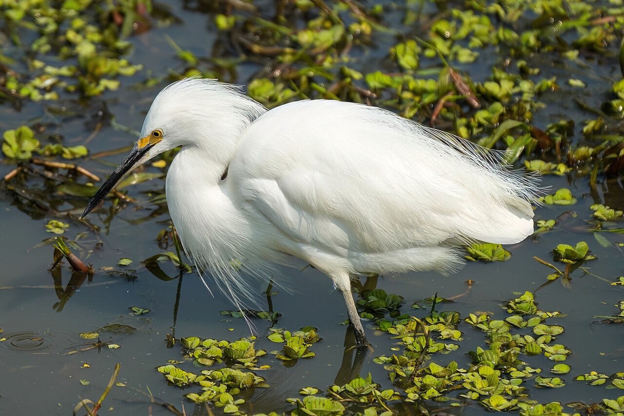 Top 15 Types Of Birds Near Water (With Pictures) 13 Snowy Egret