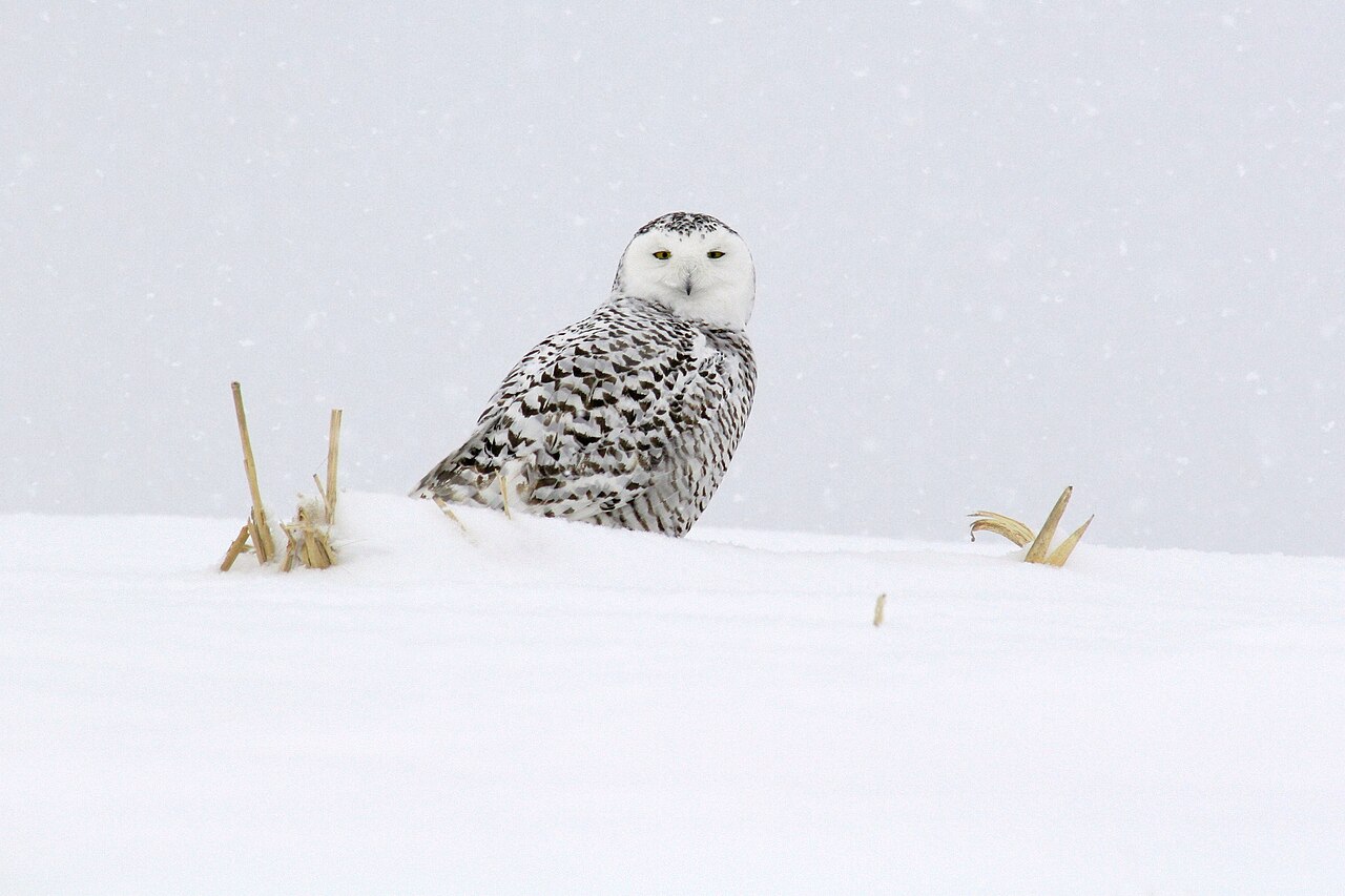 Snowy owl sitting on open ground
