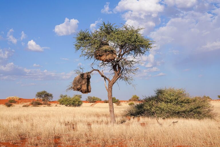 Sociable weaver colony nest built in a camelthorn acacia