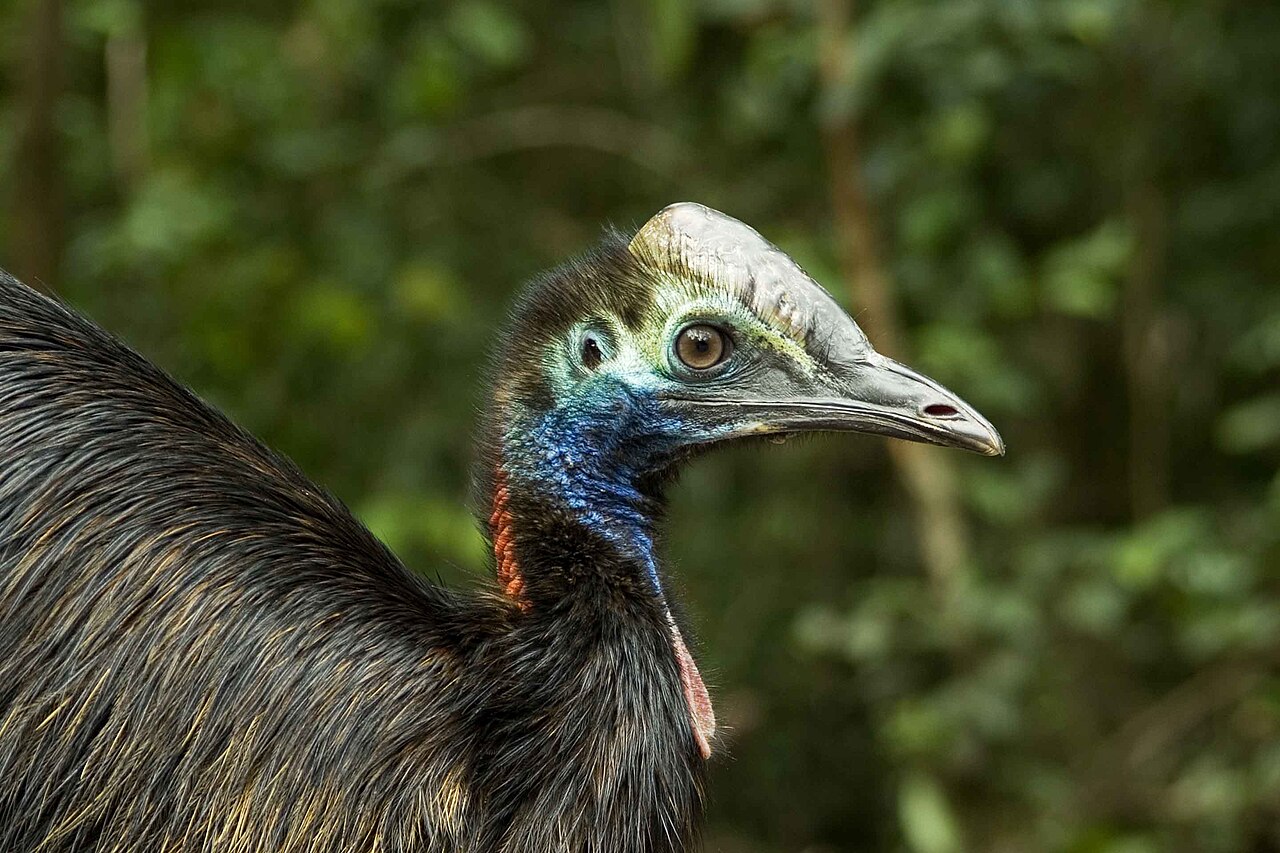 Southern Cassowary