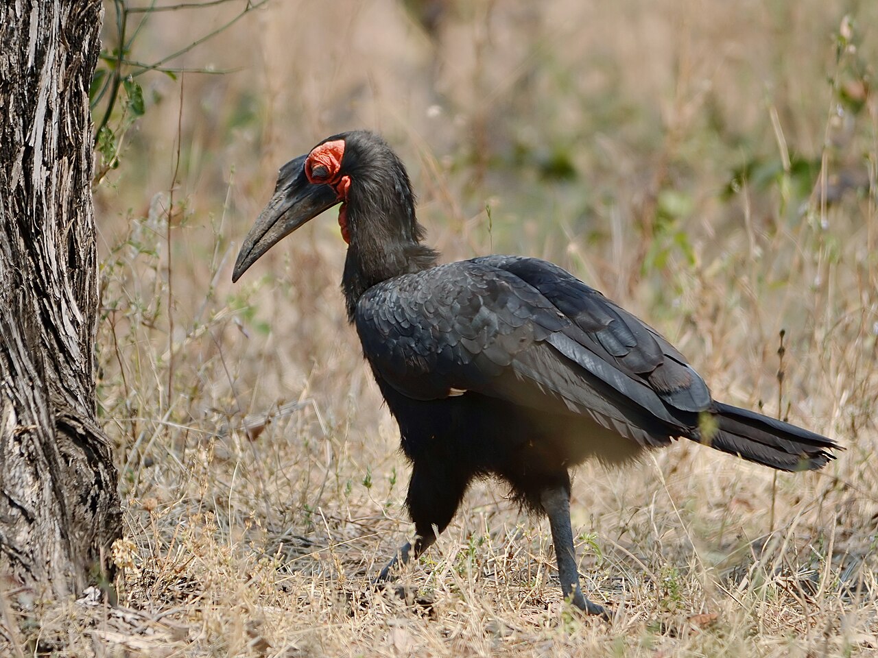 Southern ground hornbill walking on the ground