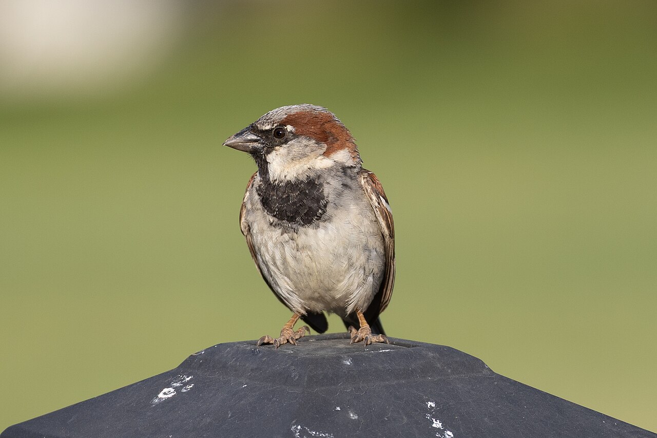Sparrows