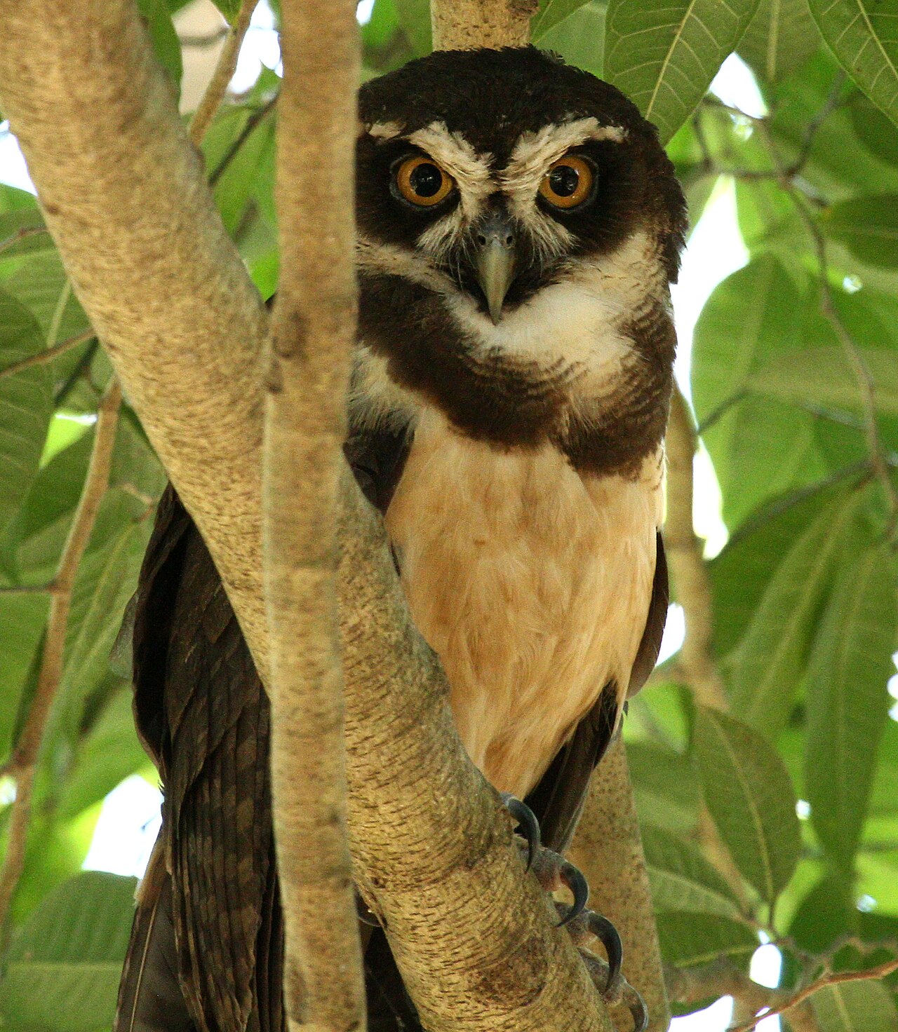 Spectacled Owl