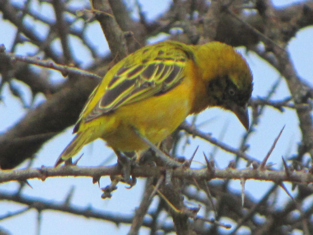 Speke's weaver perched among acacia branches