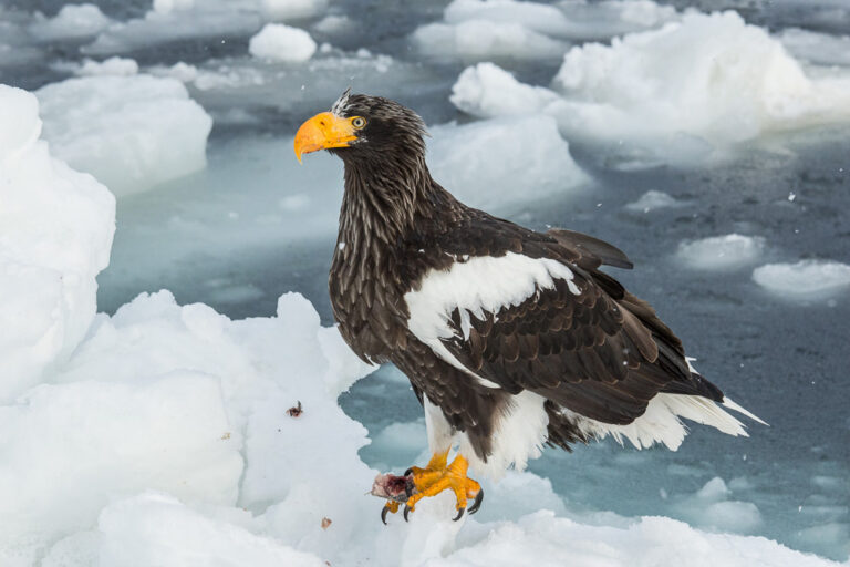 Steller's sea eagle standing on sea ice