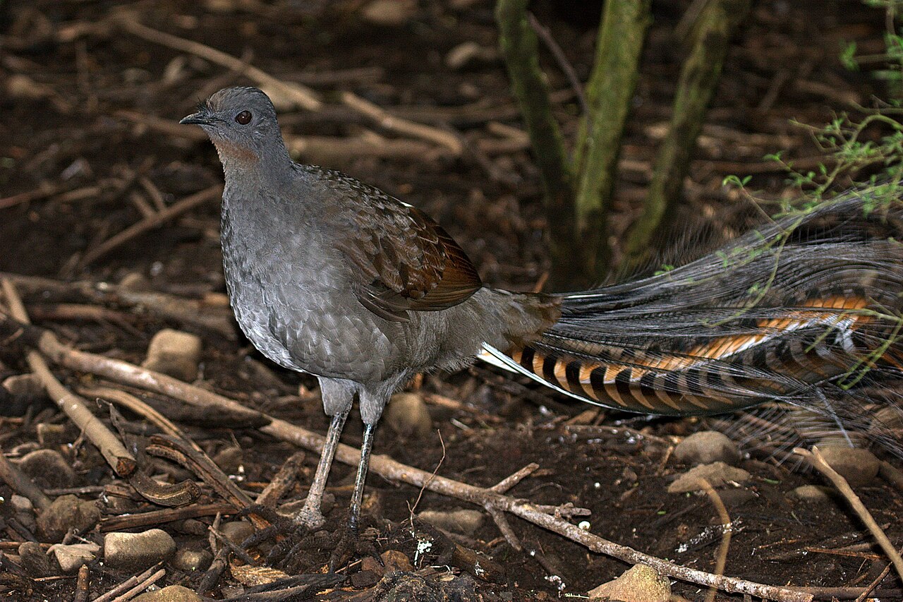 Superb lyrebird walking among leaf litter in forest