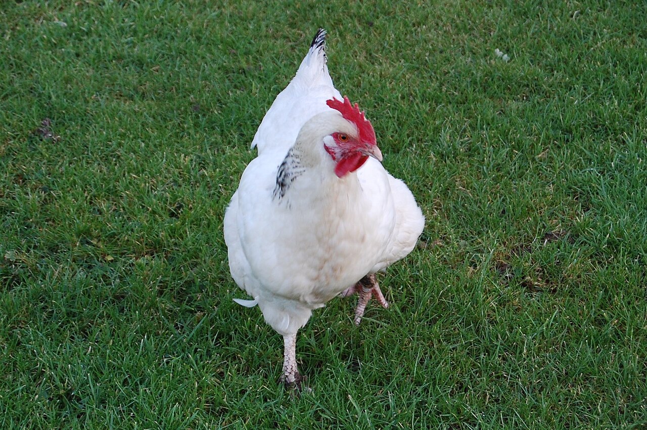 Top 15 Types Of Fowl Birds (With Pictures) 10 Sussex