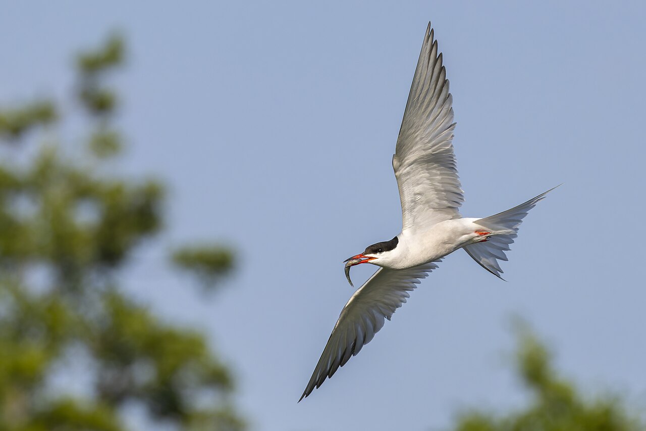 Top 15 Types Of Marine Birds (With Pictures) 3 Terns