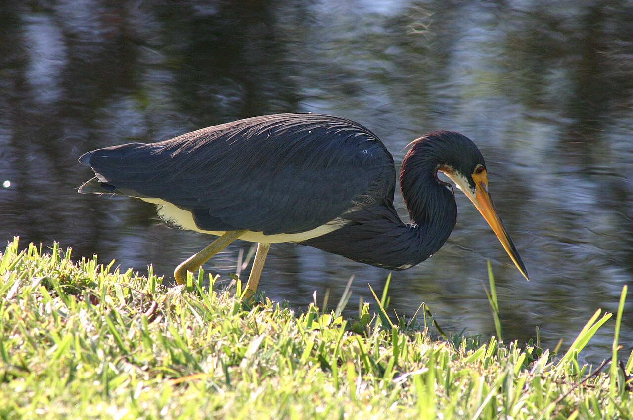 Tricolored Heron