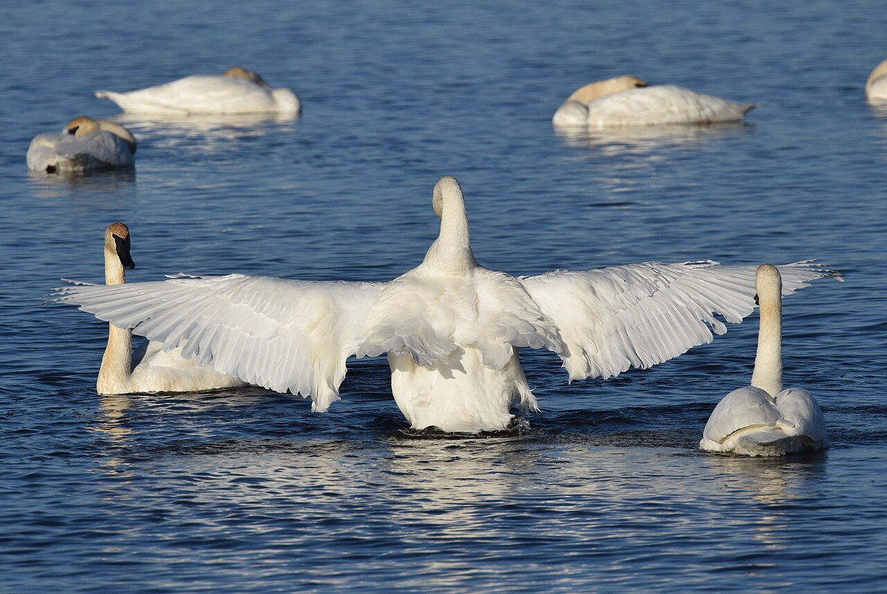 Trumpeter Swan