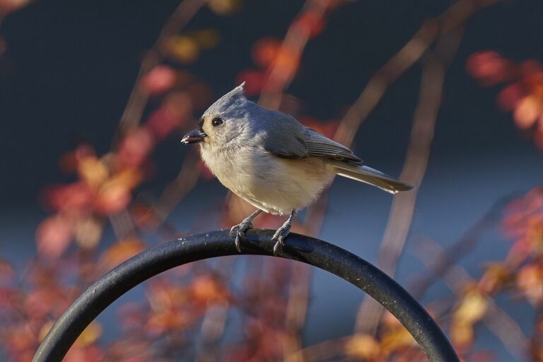 Tufted Titmouse