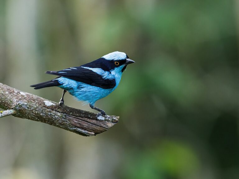 Turquoise dacnis perched on a mossy branch