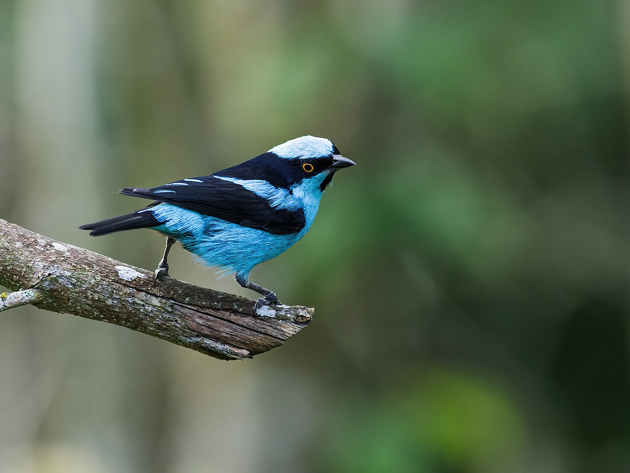 Turquoise dacnis perched on a mossy branch
