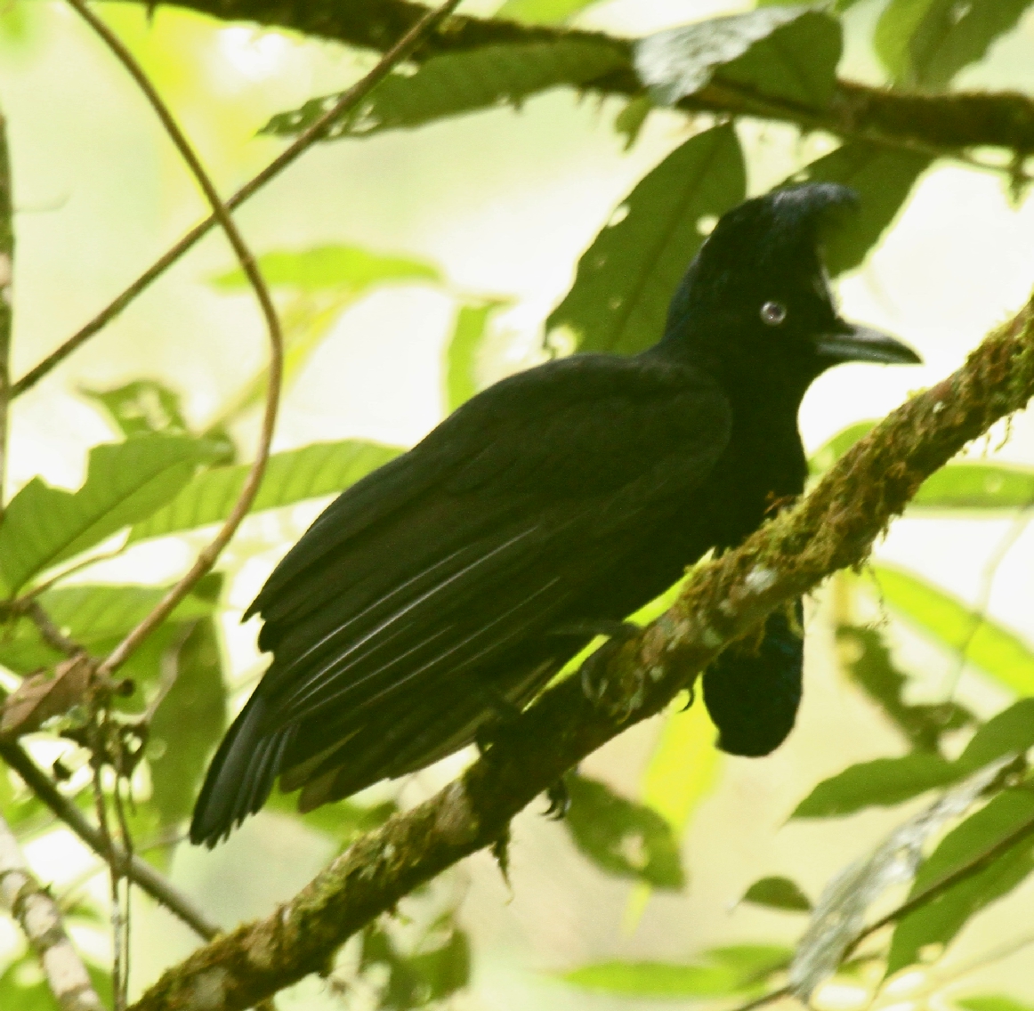 Umbrellabird