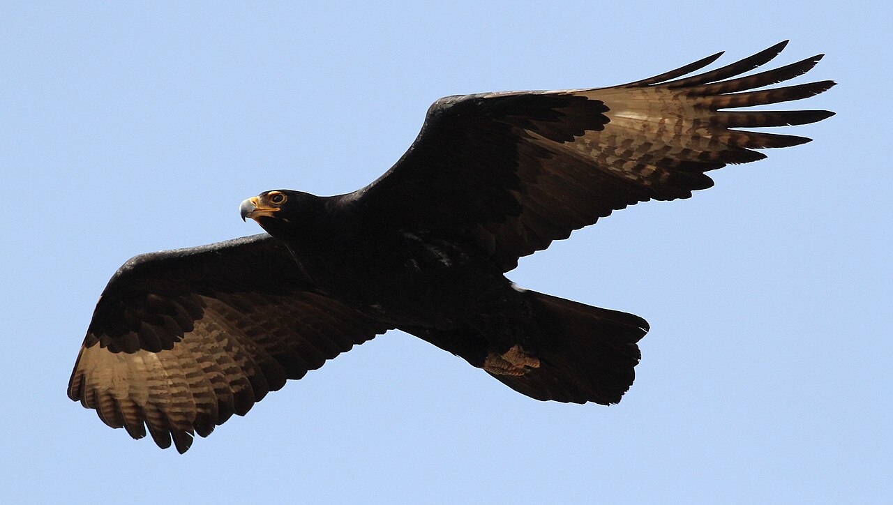 Top 15 Types Of Eagles (With Pictures) 3 Verreaux's eagle gliding over a hillside