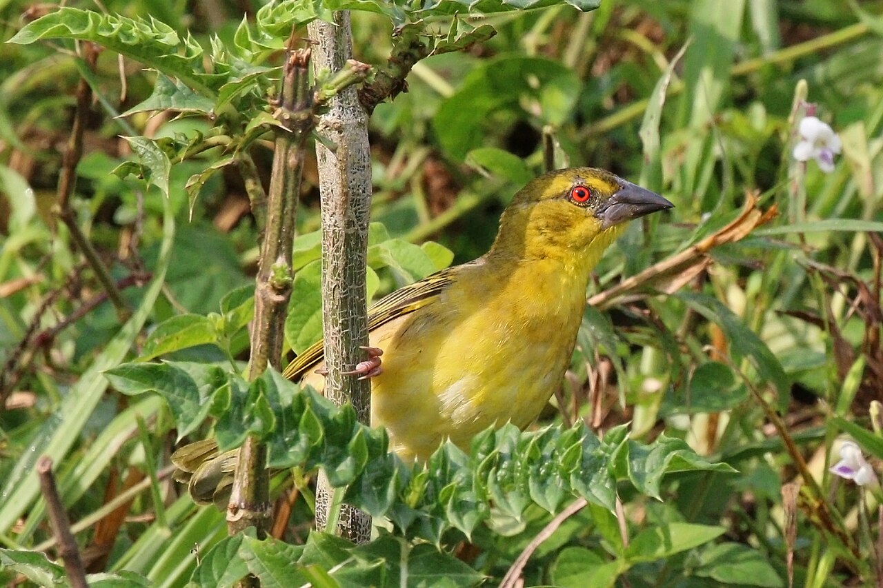 Male village weaver perched in a leafy bush