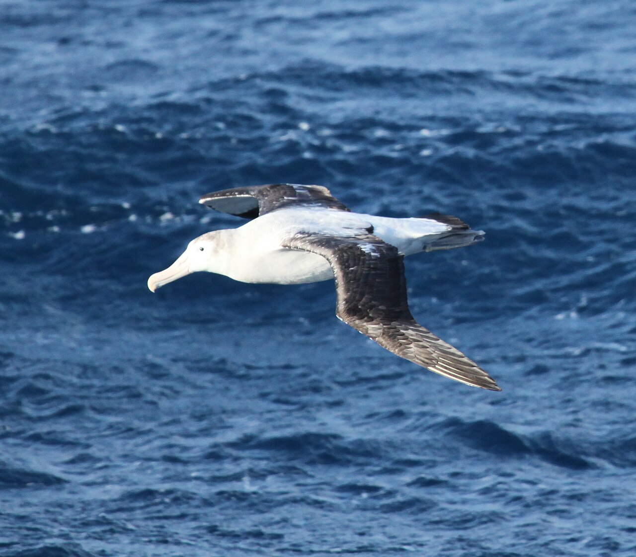 Wandering albatross gliding low over the open ocean
