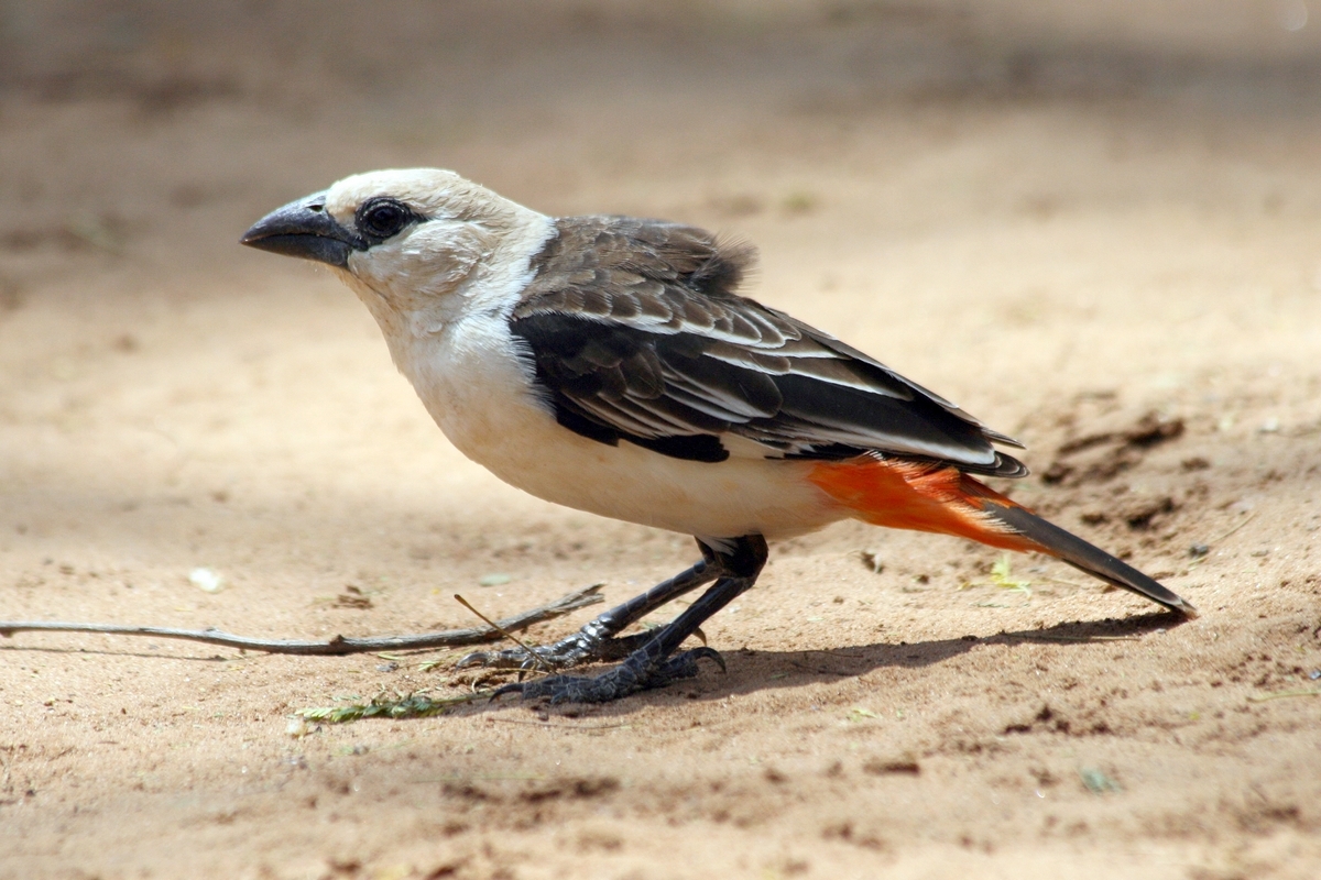 White-headed buffalo weaver foraging on bare ground