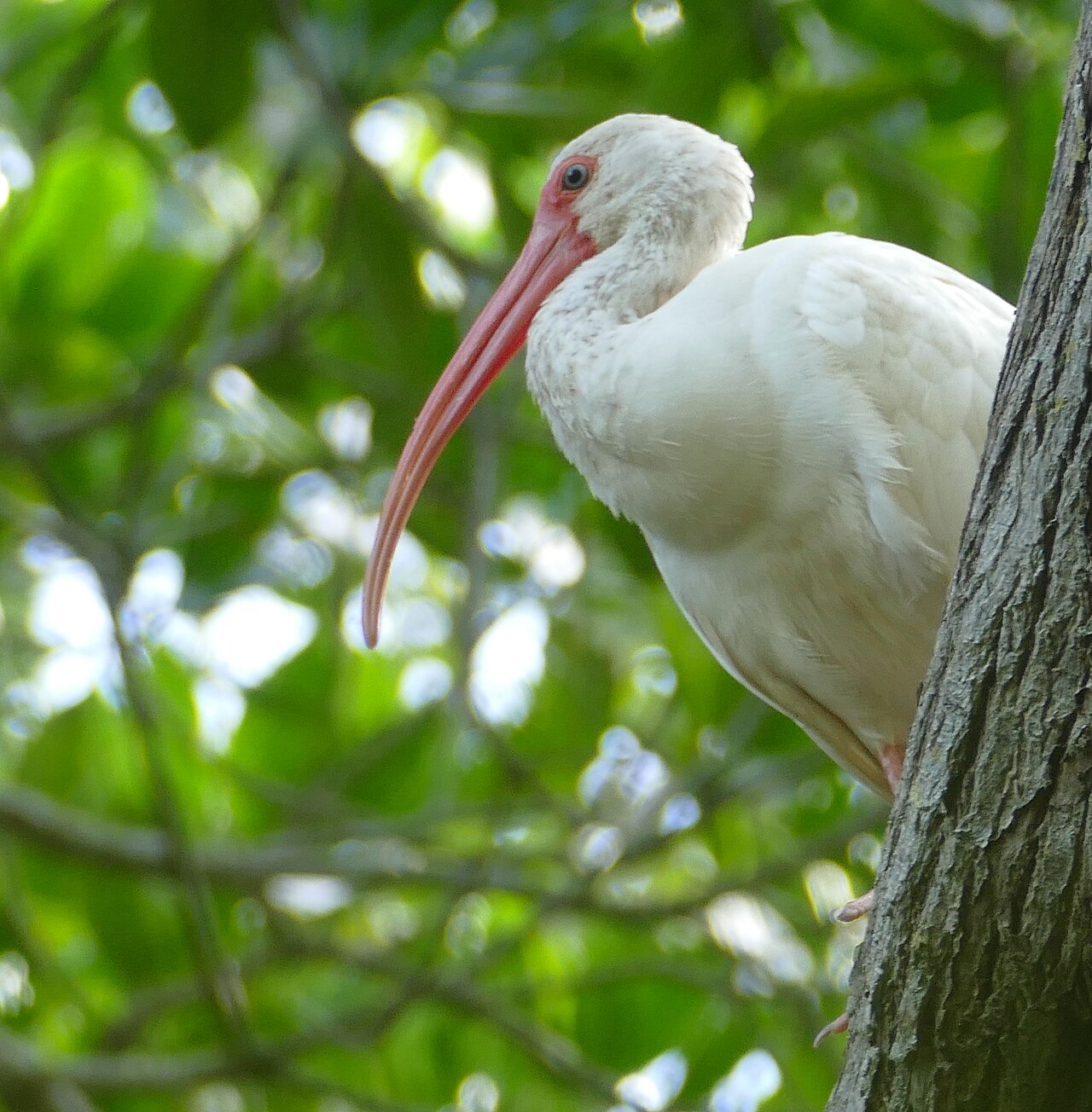 White Ibis